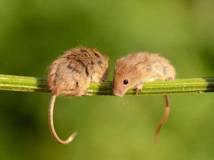 фотографии крошечных и забавных диких мышек (10)