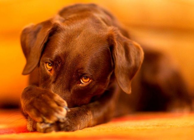 Чтобы избежать заболевания, в первую очередь, собака должна иметь сильный иммунитет, способный противостоять проникновению инфекции. Также не следует давать возможность контактировать с больным животным или тем, у которого есть подозрение на стафилококк