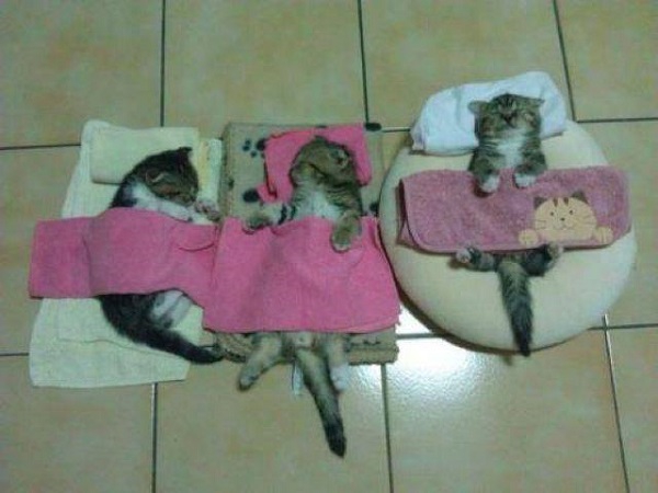 27 котов, уснувших в самых неподходящих местах  кот, сон