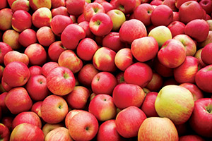10 секретов высоких урожаев яблок