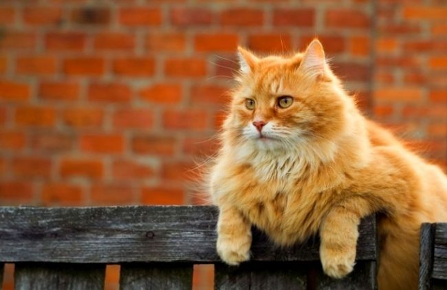 Также есть примета, что рыжий или золотой окрас кота способствует благосостоянию в доме
