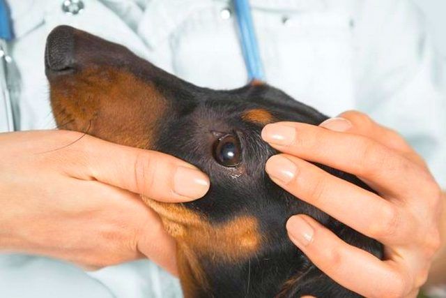 Зачастую для лечения и предотвращения аллергической реакции достаточно придерживаться рекомендаций ветеринара относительно профилактики данного заболевания