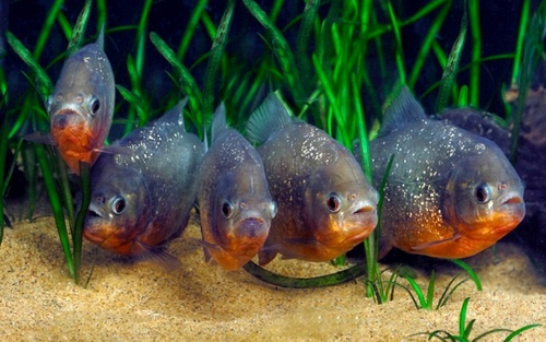 Группа Краснобрюхих Пираний (Pygocentrus nattereri) в аквариуме.