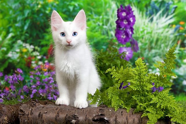 При вязке двух белых особей появление на свет глухих голубоглазых котят не является обязательным фактом. Однако именно ген, блокирующий пигментацию шерсти, может вызвать эту самую глухоту