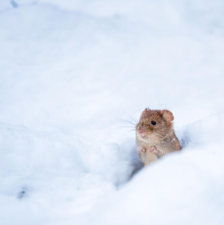 фотографии крошечных и забавных диких мышек (25)