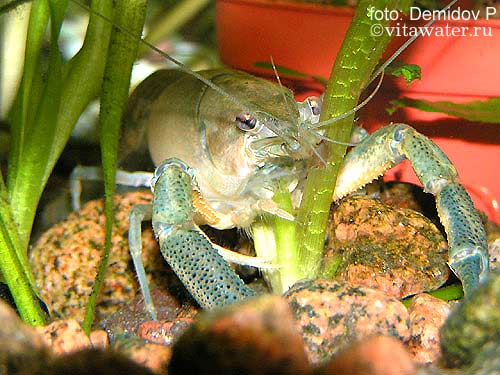 Кубинский рак Procambarus cubensis