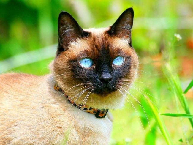 Тайскиа кошка не только одна из самых здоровых пород, эти животные являются долгожителями и нередко доживают до весьма преклонного возраста - 20 - 28 лет