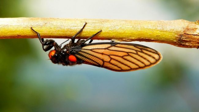 Цикада отличается долгим циклом жизни как для насекомых. У большинства видов он длится от 2 до 4 лет. Периодическая цикада — рекордсмен в этой части