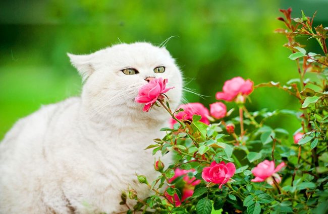 "Ммм, как пахнут мои любимые розы! Нужно будет не забыть их сегодня полить"