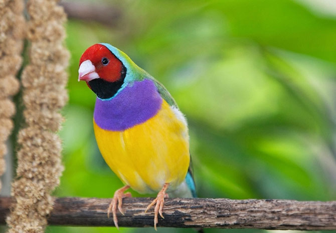 Гульдова амадина-одна из самых ярких и красивых птиц