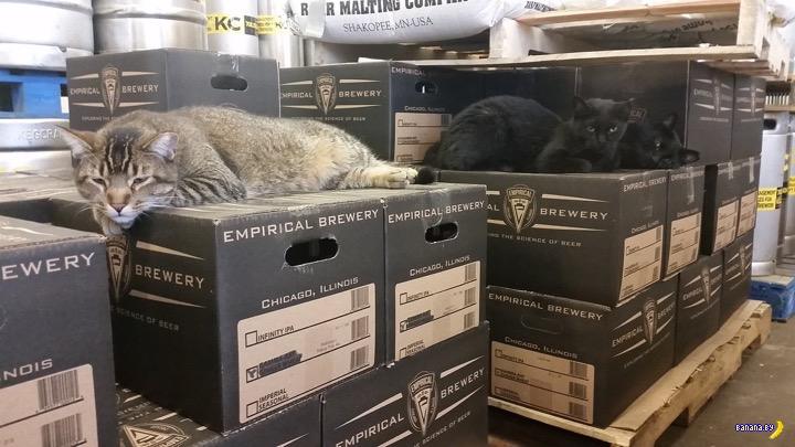 Пивоварня наняла котов-убийц