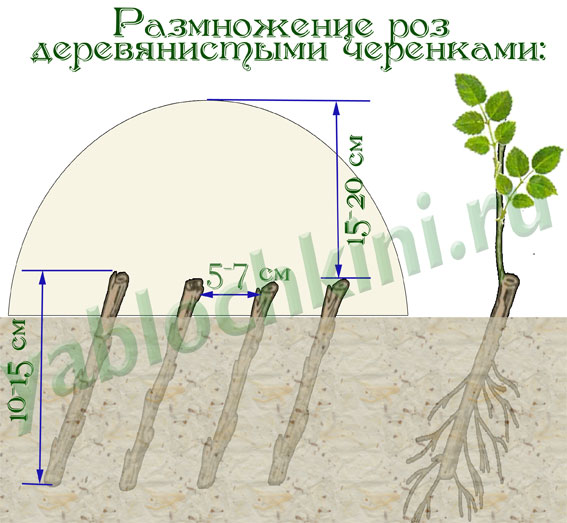 Как сделать из розы черенок