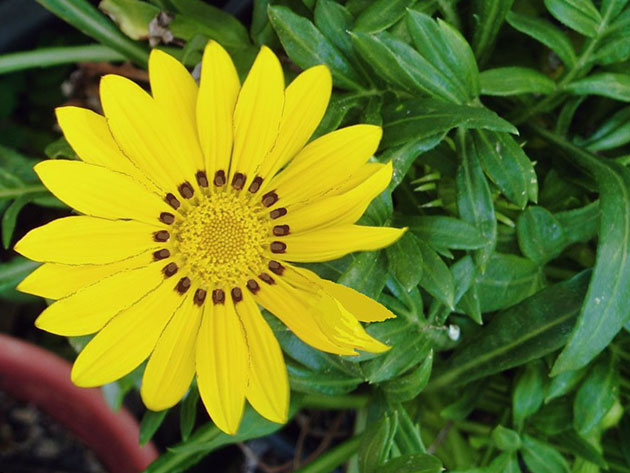 Желтый цветок гацания