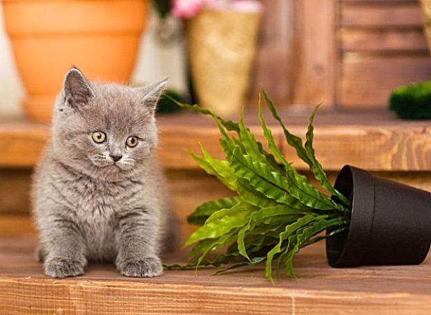 Британские котята знают, как правильно ухаживать за комнатными растениями