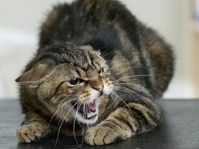 Симптомы бешенства у кошек