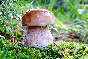 Выращивание грибов на своем участке