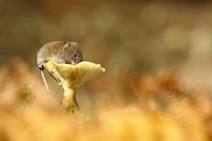 фотографии крошечных и забавных диких мышек (15)