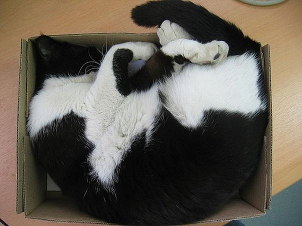 Как удобно спать в коробке коробка, кот