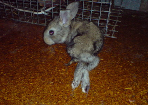 У крольчонка отказали задние лапы