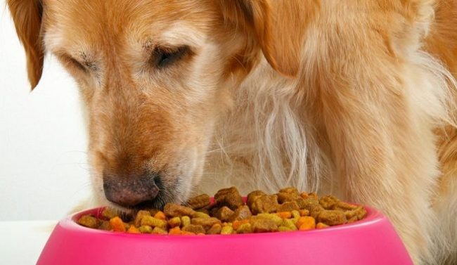Собакам крупных пород специалисты советуют выбирать специальный корм - питательный, но не слишком калорийный