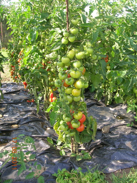 Урожай  помидоров, повторение!