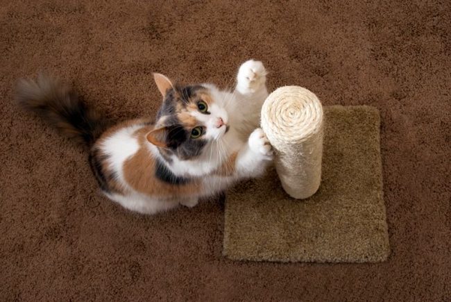 Теперь вы знаете, что изготовить когтеточки для кошек своими руками очень просто. Приступайте к работе! 