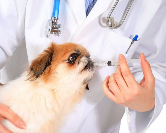 Лучшее лечение - это профилактика. Показывайте вашу собаку специалистам минимум раз в год