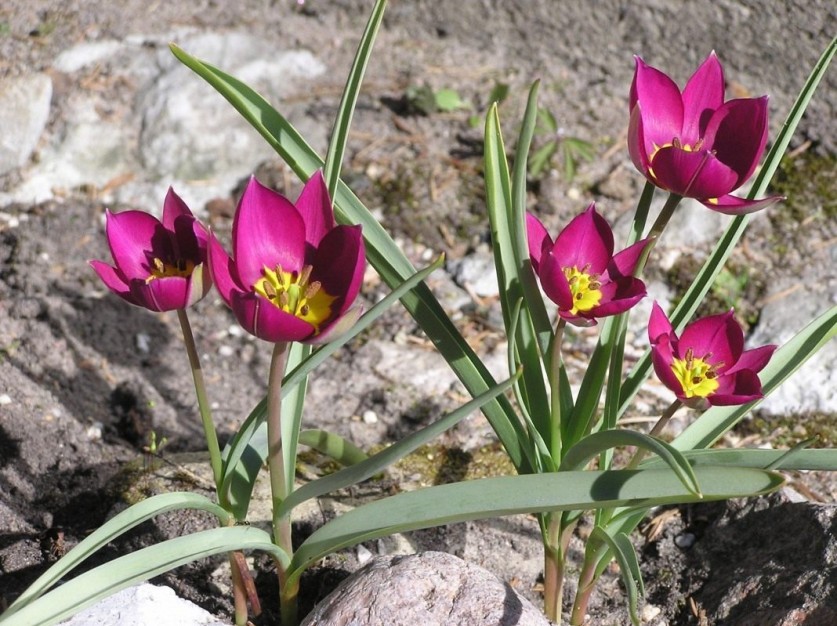 Tulipa-humilis-2