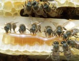 Пчелы на соте