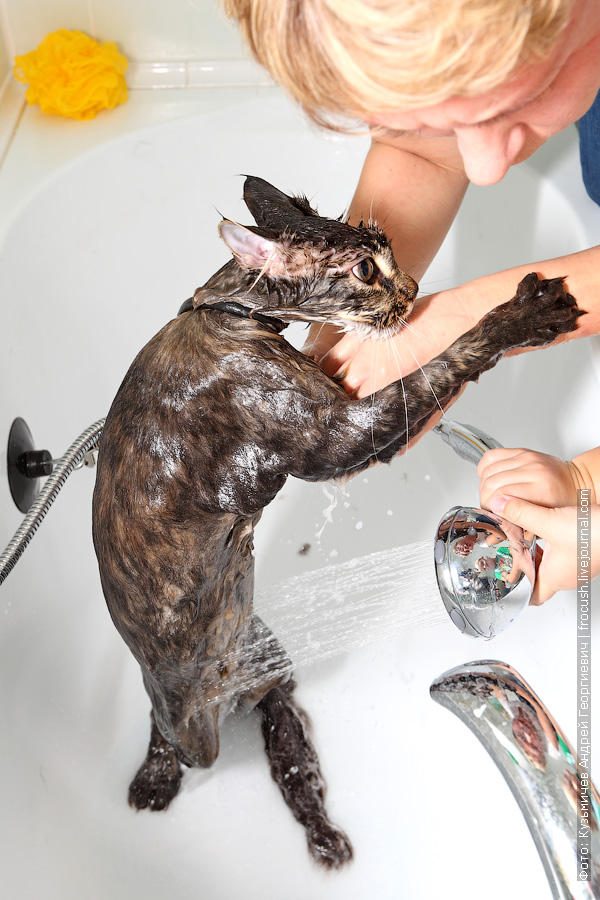 Как помыть кошку и остаться в живых