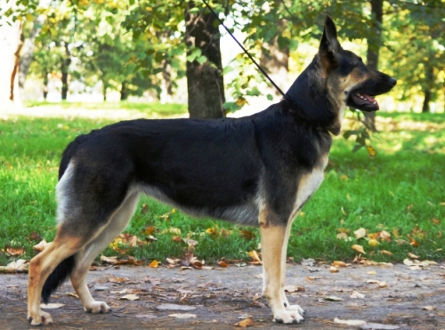7 знаменитых пород собак, выведенных в России россия, собаки