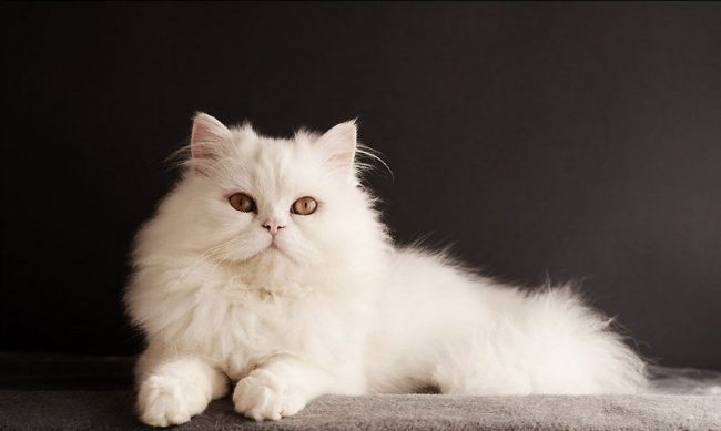 Белая кошка несомненно украсит любой дом и подарит хозяевам радость и счастье