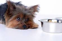Причины по которым собака может растаскивать корм