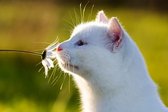 Некоторые породы белых кошек имеют проблемы с глазами – они слезятся. Это могут быть и гнойные выделения