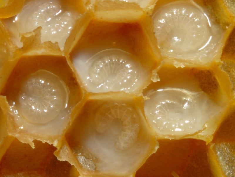 Пчелиный расплод