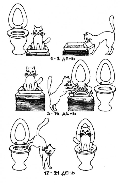 Как приручить кота к унитазу
