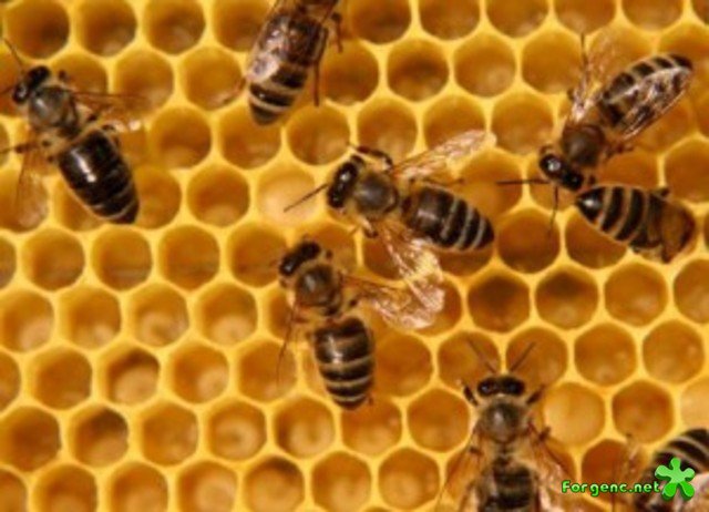 Сот с пчелами