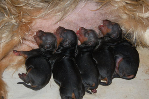 Рождение щенков 