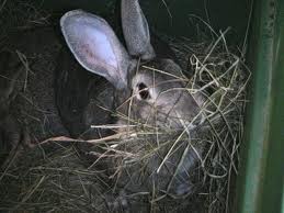 Беременность кроликов