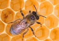 Кубанская пчела