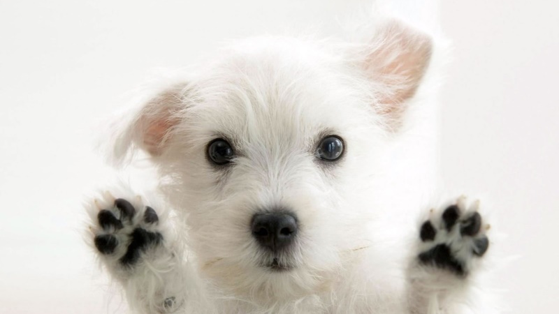 Могут ли глисты вызвать кашель у собаки