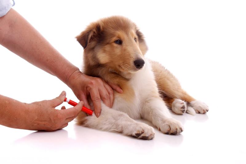 Понос и рвота у щенка после прививки